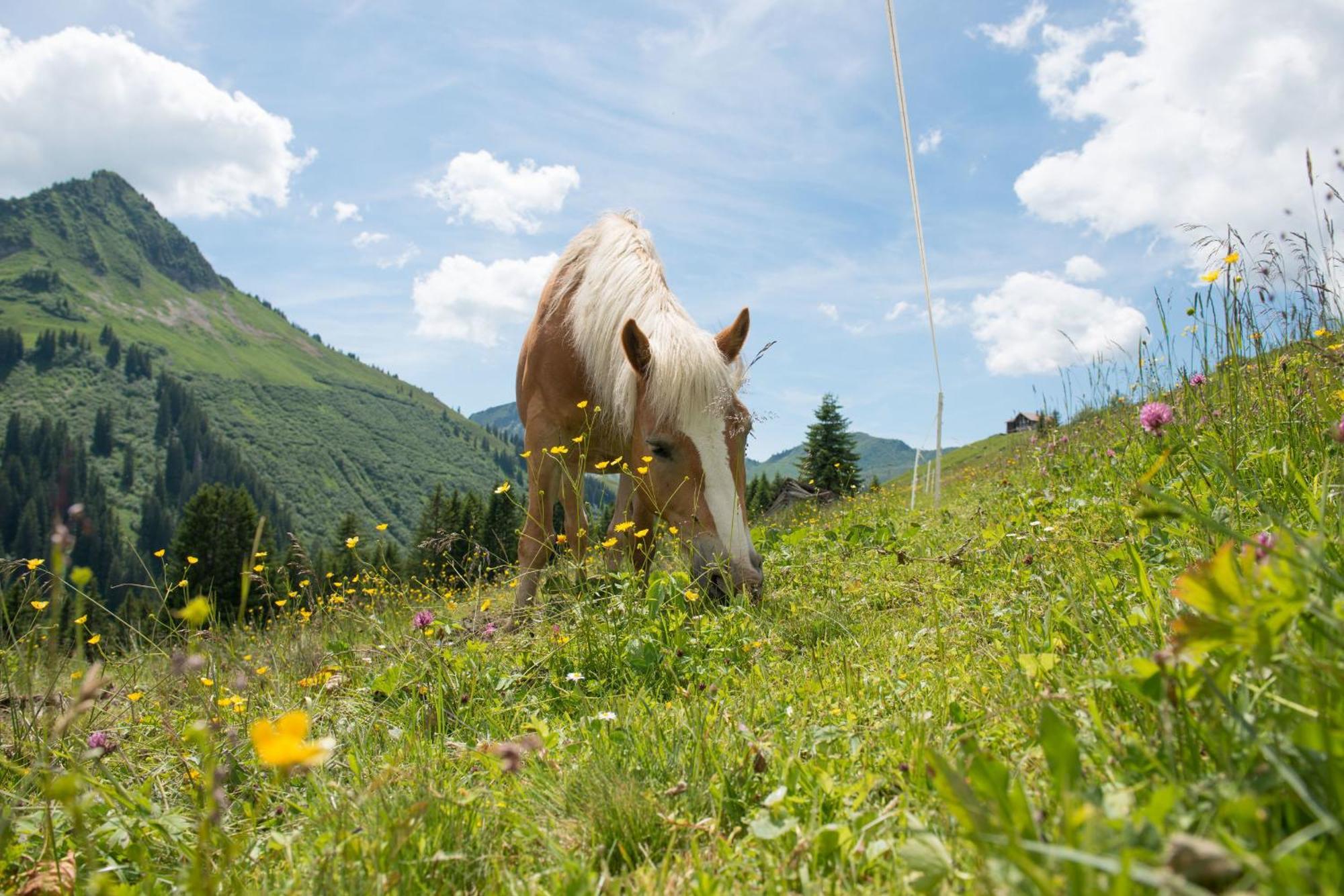 Gasthaus Ursprung Damuels Dış mekan fotoğraf